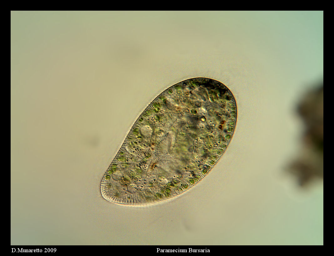 Paramecium Bursaria...250x